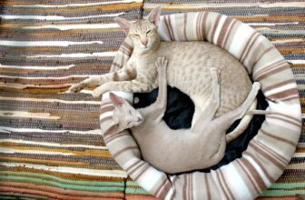 creating a feline friendly space