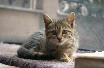 introducing a new cat